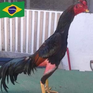 Meet your Posher, Claudioberto